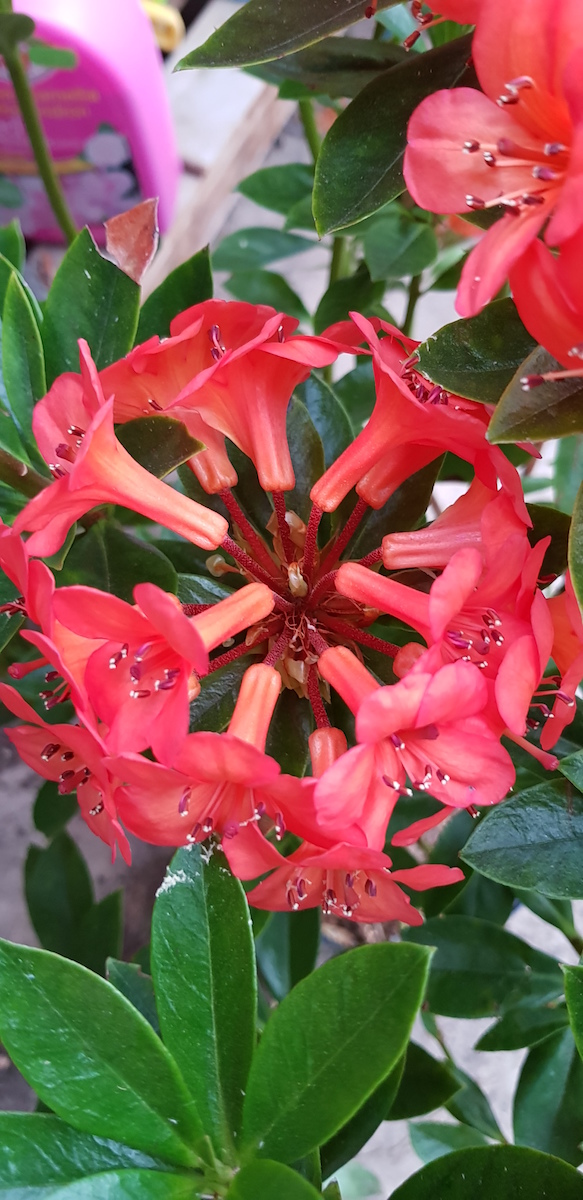 Hendricks Ker Vireya